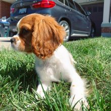 Lovely Cavalier King Charles Spaniel puppies available