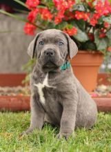 male and female cane corso puppies available