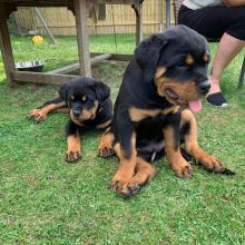 We have a litter of 2 fantastic Rottweiler puppies