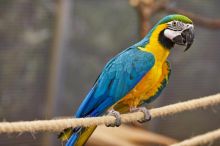 We have a Male and Female Hyacinth Macaw parrot for adoption