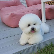 we have two lovely adorable Bichon Frise puppies