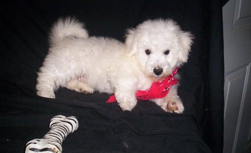 ADORABLE BICHON FRISE PUPPIES FOR ADOPTION Image eClassifieds4u