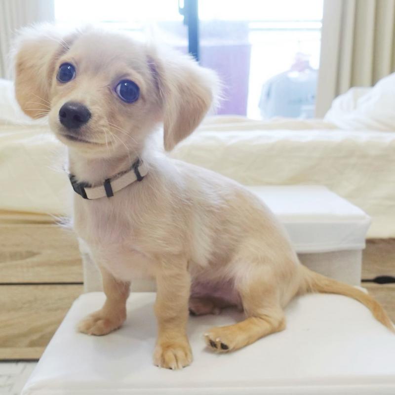 Adorable Dachshund puppies for adoption Image eClassifieds4u
