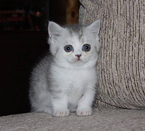 Adorable Munchkin Kittens Image eClassifieds4u