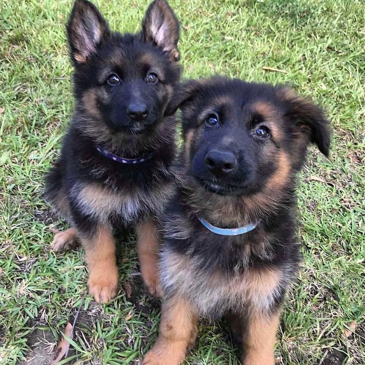 German Shepherd puppies for adoption Image eClassifieds4u