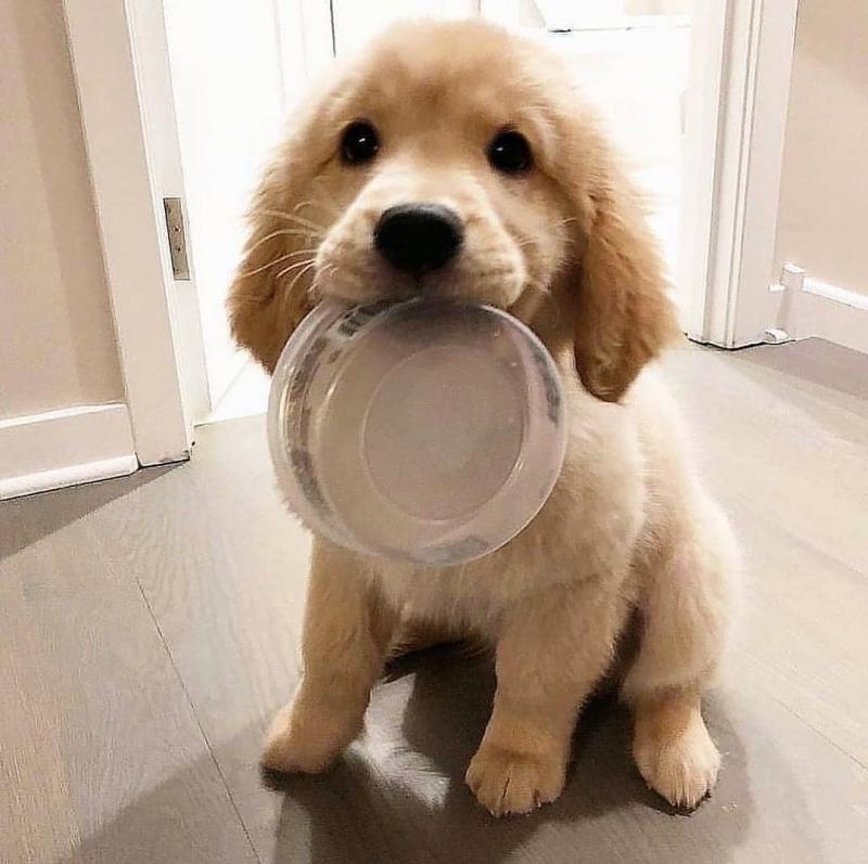 Healthy Male and Female Golden Retriever puppies Image eClassifieds4u