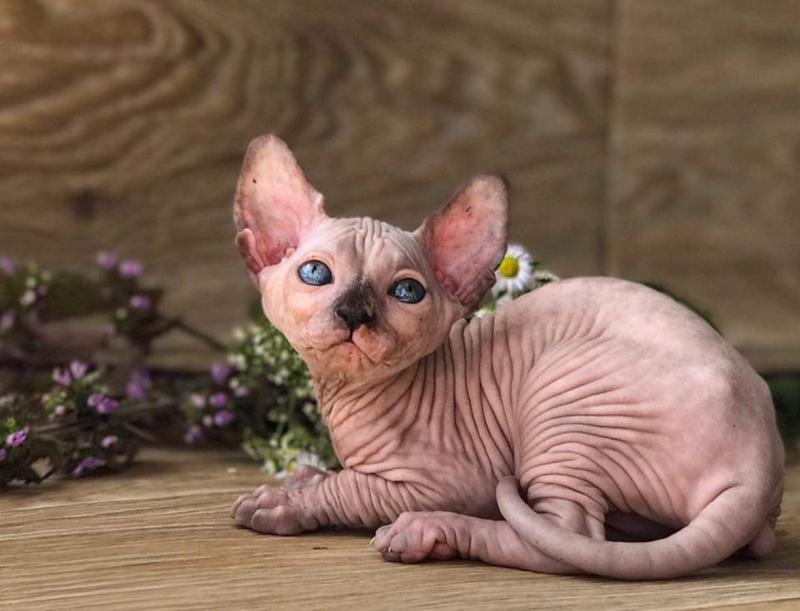 Lovely hairless Sphynx Kittens available for adoption. Image eClassifieds4u
