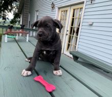 cute cane Corso puppies Image eClassifieds4u 2