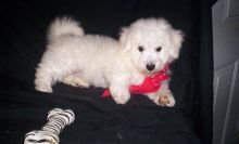 BICHON FRISE PUPPIES FOR ADOPTION Image eClassifieds4U