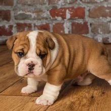 English bulldog puppies Image eClassifieds4U