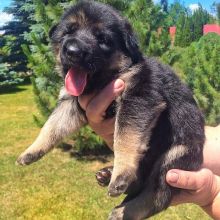 German Shepherd puppies for adoption Image eClassifieds4u 2