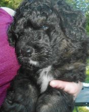 bernedoodle puppies searching for a loving home.