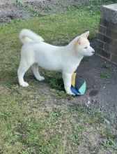 2 gorgeous akita pups available. Email us at(tylerjame00gmail.com)