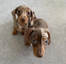 Beautiful dachshund puppies for adoption. (pricilialucaspricilia@gmailcom)