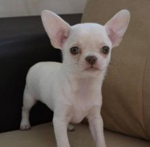 Charming Chihuahua Puppies For Adoption