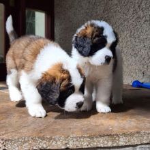 Fantastic Saint Bernard Puppies Ready To Leave.