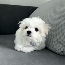 Gorgeous male and female Maltese Puppies.