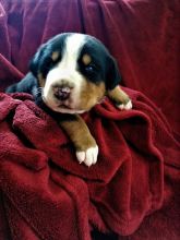 GREATER SWISS MOUNTAIN DOG PUPPIES NOW READY!