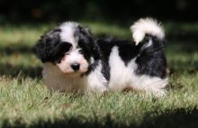 Havanese puppies going now