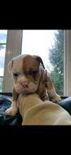 Old English Bulldog Puppies.