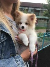 Pomeranian puppy looking for loving home,(catherinetrang68@gmail.com)