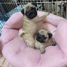 Pug Puppies For Adoption