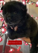 Purebred Chow Chow Pups now ready!