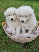 Samoyed puppies for adoption (scotj297@gmail.com)