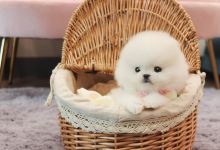 Socialized pomeranian Puppies