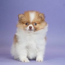 Sweet pomeranian Puppies Available