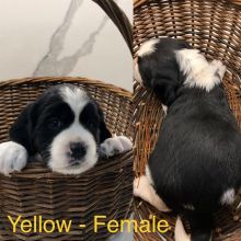English Springer Spaniels Puppies needing a new home.