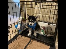 Husky Puppy for sale.