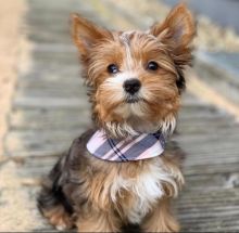 Yorkshire Terrier puppy ready for new home.