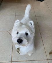 Purebred West Highland Terriers