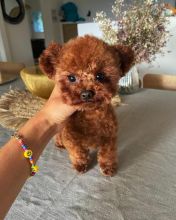 Toy poodle puppies are looking for loving family.
