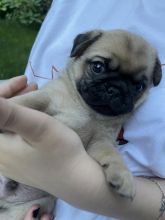 Adorable Pug Puppies