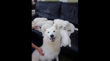 Pure Samoyed puppies for sale.