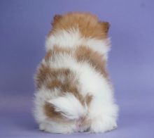 Two Gorgeous, quality AKC pomeranian puppies