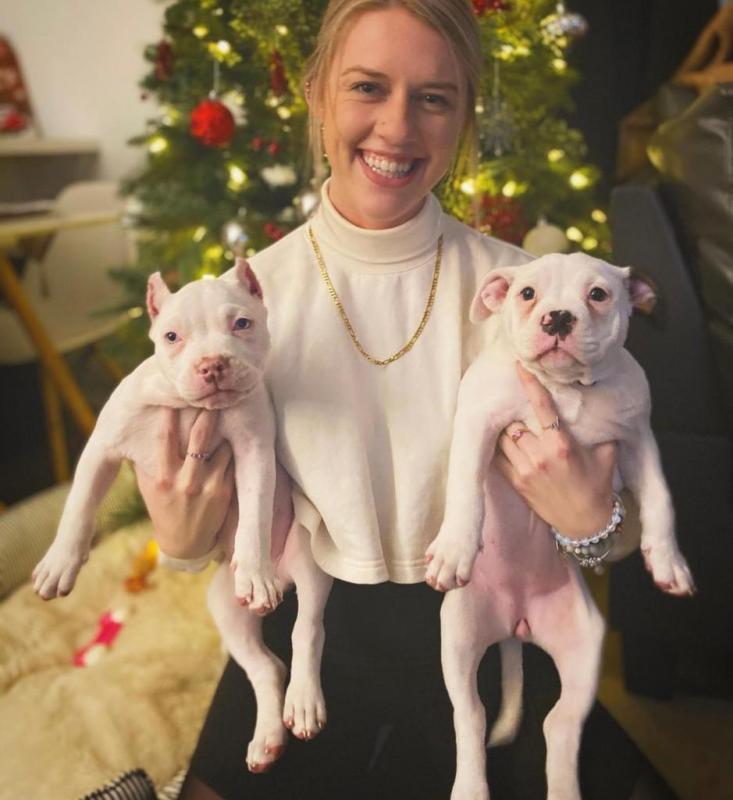 Adorable pitbull puppies for adoption. (jessicawillz101@gmail.com) Image eClassifieds4u
