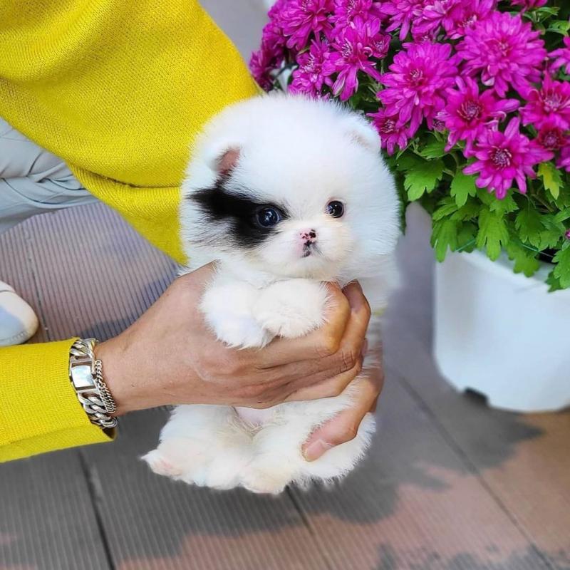 Adorable pomeranian Puppies For Adoption Image eClassifieds4u