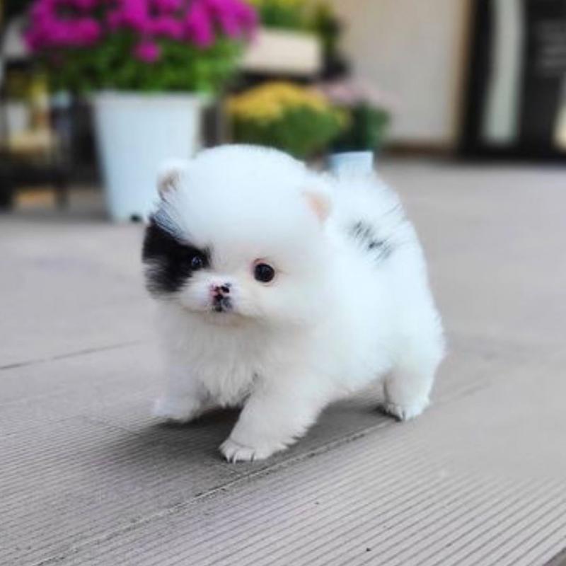 Adorable pomeranian Puppies For Adoption Image eClassifieds4u