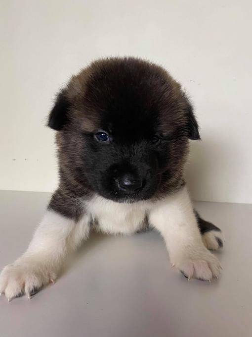 American Akita puppies. Image eClassifieds4u