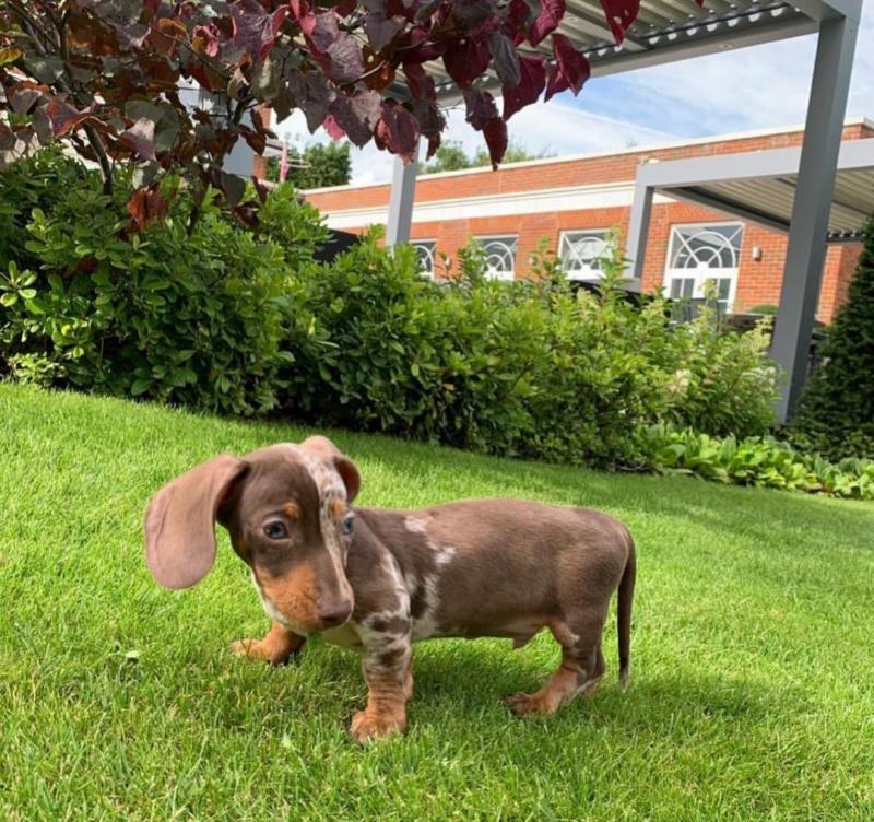 Beautiful dachshund puppies for adoption. (pricilialucaspricilia@gmailcom) Image eClassifieds4u