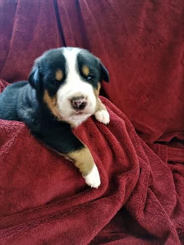 GREATER SWISS MOUNTAIN DOG PUPPIES NOW READY! Image eClassifieds4u