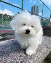 Absolutely stunning and adorable Maltese puppies (felixlogangmail57.com) Image eClassifieds4U