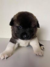 American Akita puppies. Image eClassifieds4u 1