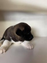 American Akita puppies. Image eClassifieds4u 2