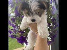 Biewer Terrier Pups ready to go to their forever homes! Image eClassifieds4u 1