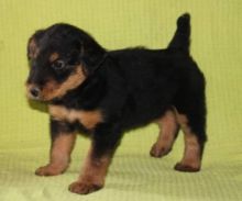 Fantastic Airedale Terrier Puppies Available Now Image eClassifieds4U