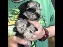 Miniature Schnauzer puppies for sale Image eClassifieds4u 1